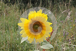 Picture Early Bloomer in outdoor nature Sunflower