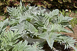 Cardoon at Early spring