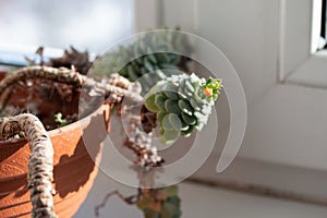 Picture of echeveria with long stem
