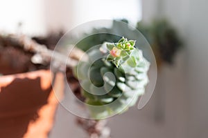 Picture of echeveria with long stem