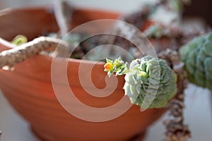 Picture of echeveria with long stem