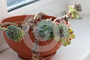 Picture of echeveria plant growing in the pot at home