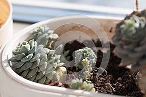 Picture of echeveria plant growing in the pot at home