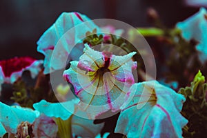 Picture of a edited flower.