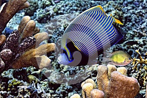 A picture of an emperor fish