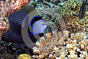 A picture of an emperor fish