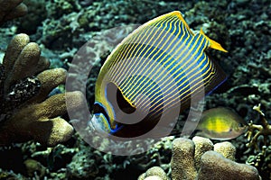 A picture of an emperor fish