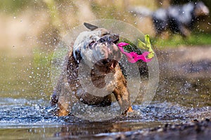 English bulldog plays with a toy in a lake