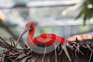 Picture of An Exotic Bird Scarlet Ibis