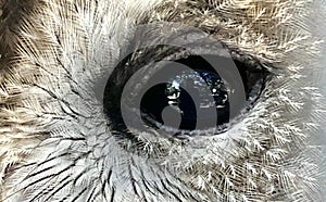 Eye of an Owl photo