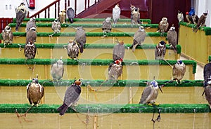 Picture of falcons for sale in a hunting dedicated shop.