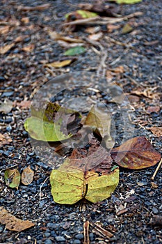 Picture of fallen leaves with blurred background in autumn at Acharya Jagadish Chandra Bose Indian Botanic Garden