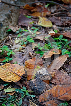 Picture of fallen leaves with blurred background in autumn at Acharya Jagadish Chandra Bose Indian Botanic Garden