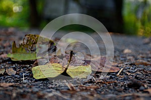 Picture of fallen leaves with blurred background in autumn at Acharya Jagadish Chandra Bose Indian Botanic Garden of Shibpur,