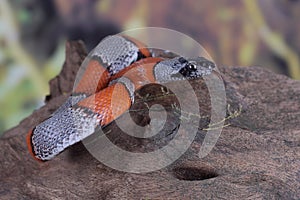 Picture of a false coral snake