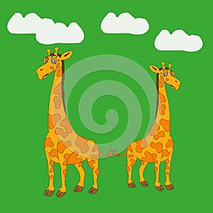 In the picture, a family of two giraffes, adult giraffes