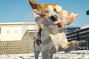 A picture of a fast Beagle hound running on the snow fetching a dog toy