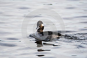 A picture of a female bufflehead swimming in a lake.