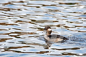 A picture of a female bufflehead swimming in a lake.