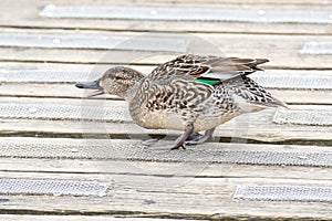 A picture of a female green-winged teal perching on the deck.