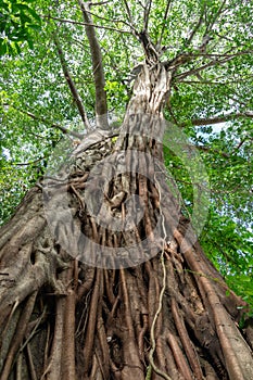 Picture of a ficus virens tree