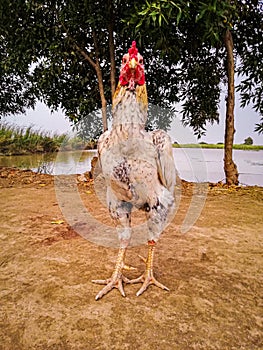 Picture of fighter cock breed of sindh.