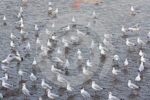 A picture of a flock of seagulls feeding on the shores of the mangrove forest