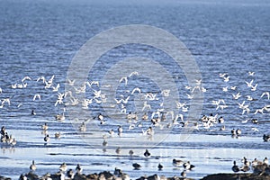 A picture of flocks of seagulls. BC