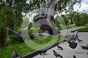 Picture of a flying flock of pigeons in Izhevsk