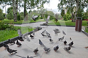 Picture of a flying flock of pigeons in Izhevsk