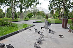 Picture of a flying flock of pigeons in Izhevsk