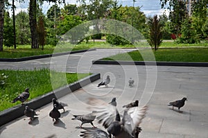 Picture of a flying flock of pigeons in Izhevsk