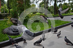 Picture of a flying flock of pigeons in Izhevsk