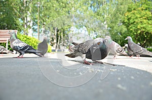 picture of a flying flock of pigeons in Izhevsk