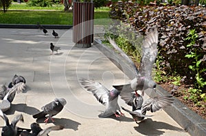 picture of a flying flock of pigeons in Izhevsk