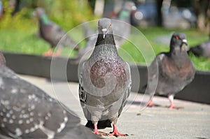 picture of a flying flock of pigeons in Izhevsk