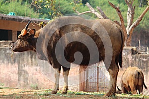 Forest Buffalo in Indira Gandhi Zoological Park photo