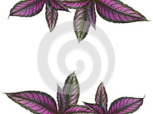 picture frame the  leaves violet isolated on white background with copy space.