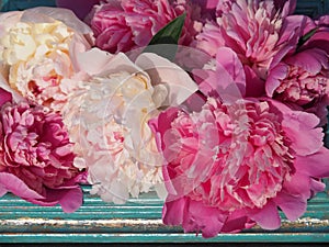 White and pink peonies in a frame close-up.