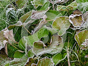 Picture with frosted leaves on autumn morning