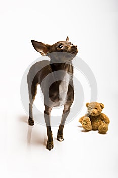 Picture of a funny curious toy terrier dog