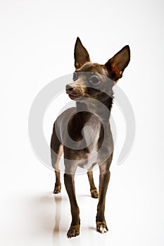 Picture of a funny curious toy terrier dog