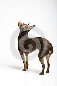 Picture of a funny curious toy terrier dog