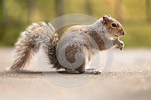 Picture of a funny squirrel with a nut. Feeding wild animals. Walk in a park or forest. Cute red mammal in the yard. Light green