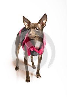 Picture of a funny toy terrier dog in dog clothes