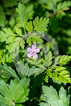 A picture of Geranium Robertianum flower.