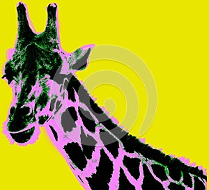 Picture with giraffe over yellow background