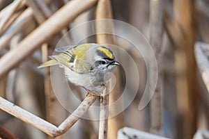 A picture of a Golden-crowned Kinglet perching on the branch.