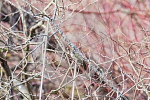 A picture of a Golden-crowned Kinglet perching on the branch.