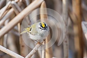 A picture of a Golden-crowned Kinglet perching on the branch.